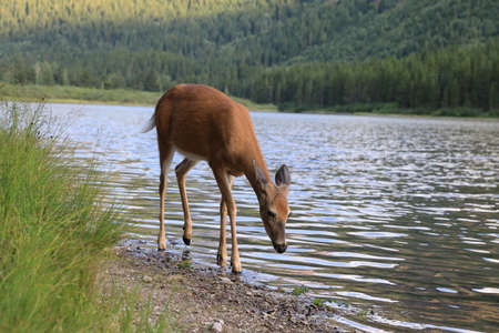 white-tailed deer at a alpine lake, Glacier National Park, Montana
