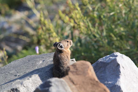 Pika  Glacier NP Montana USAの写真素材