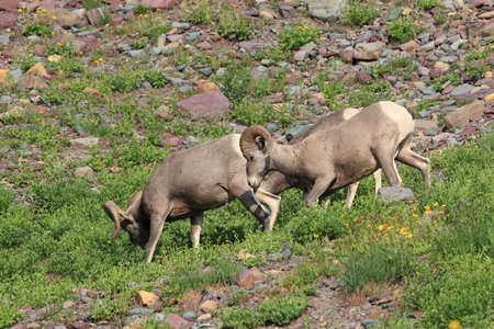 Bighorn Sheep Glacier National Park Montana USAの写真素材