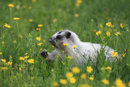 Hoary Marmot Marmota Caligata Logan Pass Glacier Nationalpark Montana USAの写真素材