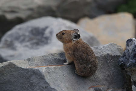 Pika  Glacier NP Montana USAの写真素材