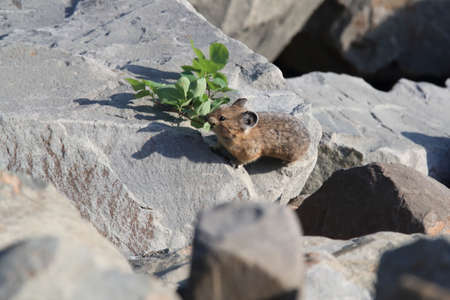 Pika  Glacier NP Montana USAの写真素材