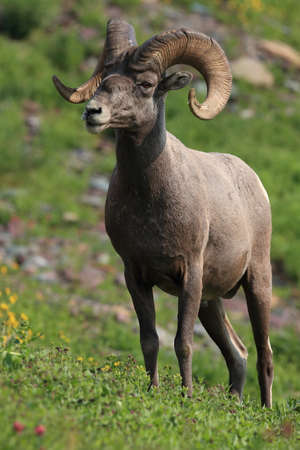 Bighorn Sheep Glacier National Park Montana USAの写真素材
