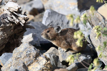Pika  Glacier NP Montana USAの写真素材