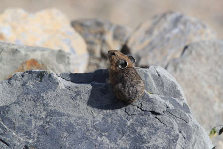 Pika  Glacier NP Montana USAの写真素材