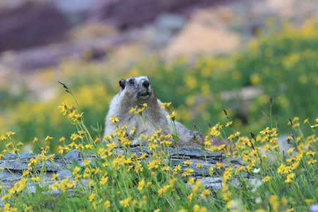 Hoary Marmot Marmota Caligata Logan Pass Glacier Nationalpark Montana USAの写真素材