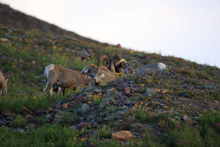 Bighorn Sheep Glacier National Park Montana USAの写真素材