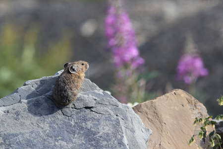 Pika  Glacier NP Montana USAの写真素材