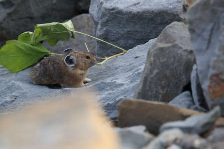 Pika  Glacier NP Montana USAの写真素材