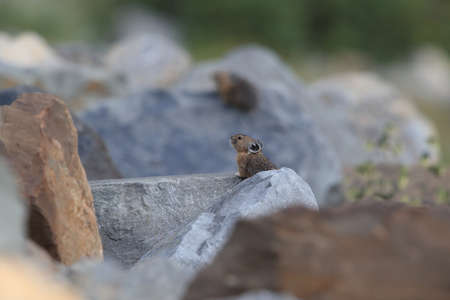 Pika  Glacier NP Montana USAの写真素材
