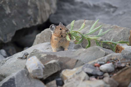 Pika  Glacier NP Montana USAの写真素材