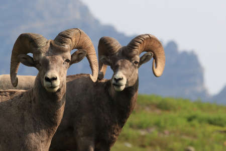 Bighorn Sheep Glacier National Park Montana USAの写真素材