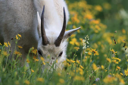Mountain Goat Oreamnos Americanus Glacier National Park Montana USAの写真素材