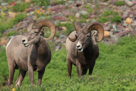 Bighorn Sheep Glacier National Park Montana USAの写真素材