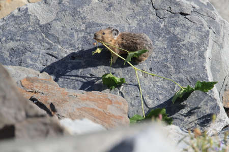 Pika  Glacier NP Montana USAの写真素材