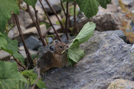 Pika  Glacier NP Montana USAの写真素材