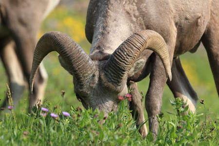 Bighorn Sheep Glacier National Park Montana USAの写真素材