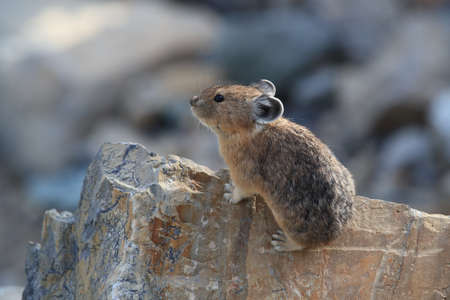 Pika  Glacier NP Montana USAの写真素材