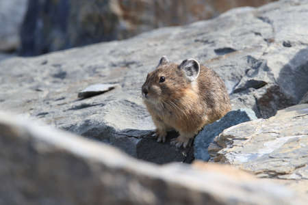 Pika  Glacier NP Montana USAの写真素材