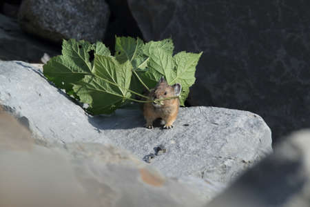 Pika  Glacier NP Montana USAの写真素材