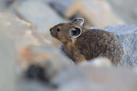 Pika  Glacier NP Montana USAの写真素材