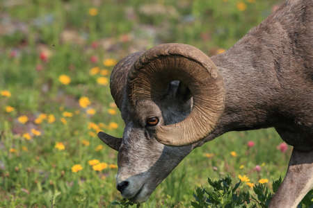 Bighorn Sheep Glacier National Park Montana USAの写真素材