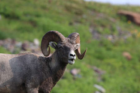 Bighorn Sheep Glacier National Park Montana USAの写真素材
