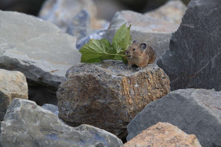 Pika  Glacier NP Montana USAの写真素材