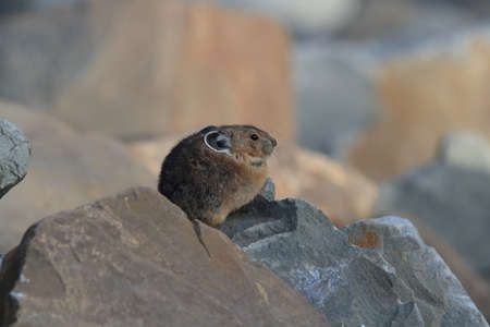 Pika  Glacier NP Montana USAの写真素材
