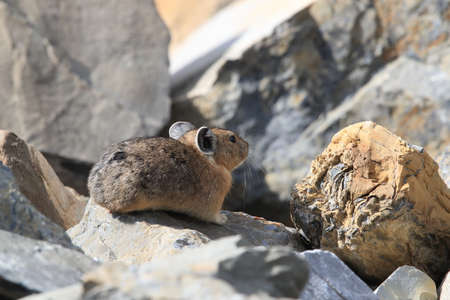 Pika  Glacier NP Montana USAの写真素材