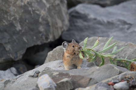 Pika  Glacier NP Montana USAの写真素材