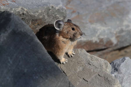 Pika  Glacier NP Montana USAの写真素材