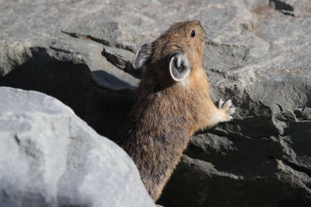 Pika  Glacier NP Montana USAの写真素材