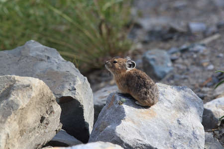 Pika  Glacier NP Montana USAの写真素材
