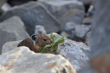 Pika  Glacier NP Montana USAの写真素材
