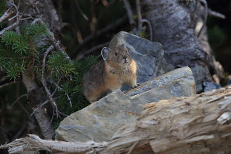 Pika  Glacier NP Montana USAの写真素材