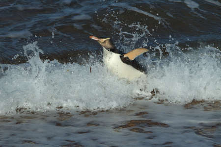 yellow-eyed penguin new zealandの写真素材