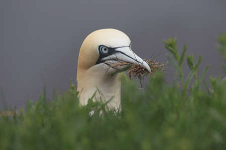 Northern Gannet (Morus bassanus) Helgoland Germanyの写真素材