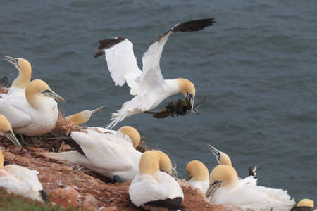 Northern Gannet (Morus bassanus) Helgoland Germany
