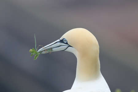 Northern Gannet (Morus bassanus) Helgoland Germanyの写真素材