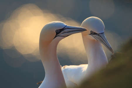 Northern Gannet (Morus bassanus) Helgoland Germany