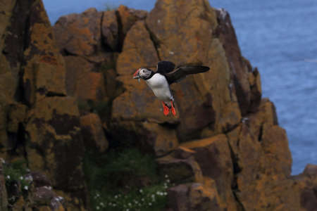 puffin flying (fratercula arctica)の写真素材