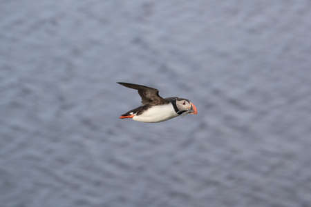 puffin flying (fratercula arctica)