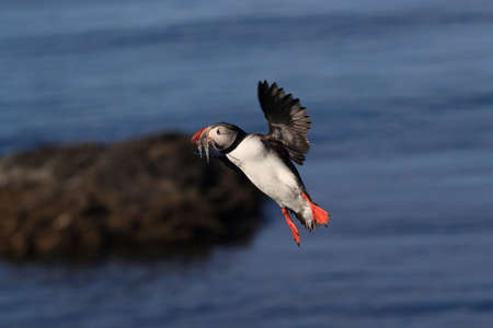 puffin flying (fratercula arctica)