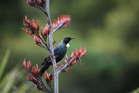The tui (Prosthemadera novaeseelandiae) is an endemic passerine bird of New Zealand.の写真素材