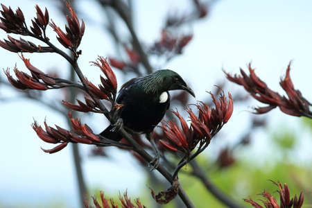 The tui (Prosthemadera novaeseelandiae) is an endemic passerine bird of New Zealand.