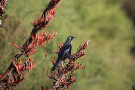 The tui (Prosthemadera novaeseelandiae) is an endemic passerine bird of New Zealand.の写真素材