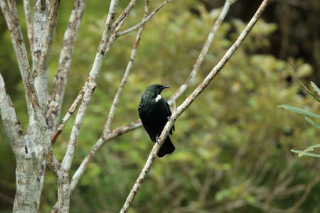 The tui (Prosthemadera novaeseelandiae) is an endemic passerine bird of New Zealand.