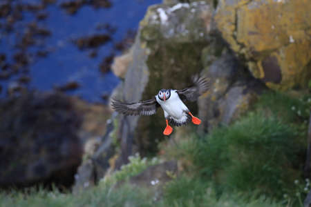 puffin flying (fratercula arctica)の写真素材