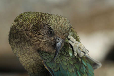 Kea alpine parrot Bird  New Zealandの写真素材
